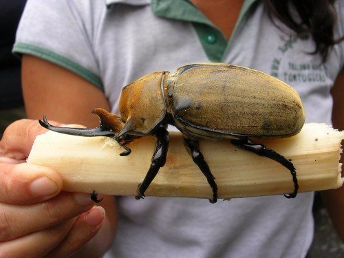 Породы жуков в Уварово | ЗооТом портал о животных