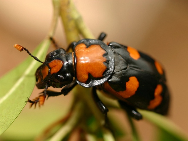Все о жуках в Уварово | ЗооТом портал о животных
