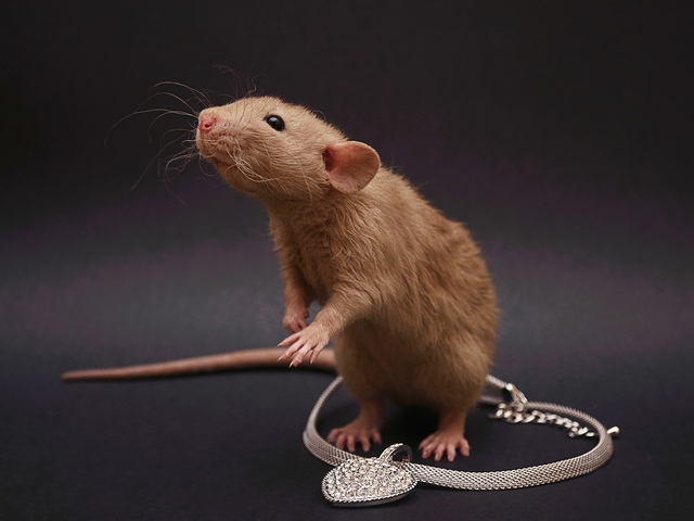 Породы крыс | ЗооТом - продажа, вязка и услуги для животных в Уварово