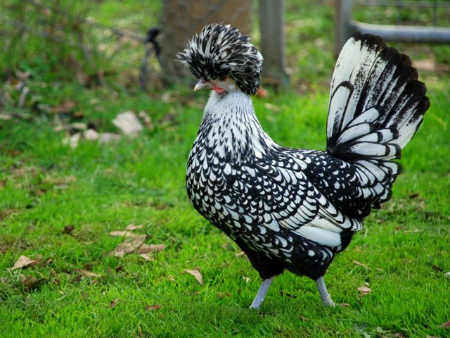Породы куриц | ЗооТом - продажа, вязка и услуги для животных в Уварово