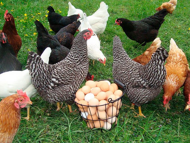 Содержание кур и уход за ними | ЗооТом - продажа, вязка и услуги для животных в Уварово