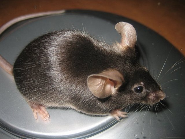 Все о мышах в Уварово | ЗооТом - продажа, вязка и услуги для животных в Уварово