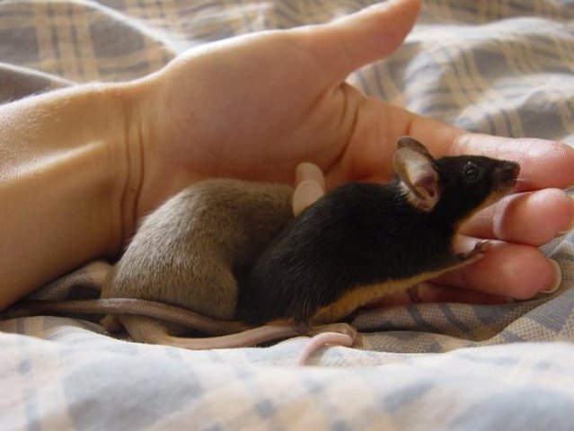 Все о мышах в Уварово | ЗооТом - продажа, вязка и услуги для животных в Уварово