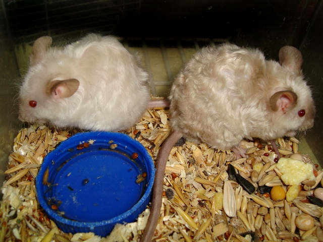 Породы мышей | ЗооТом - продажа, вязка и услуги для животных в Уварово