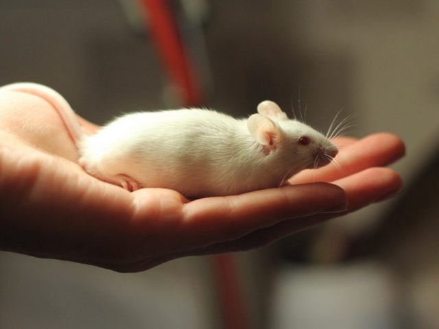 Содержание мышей и уход за ними в Уварово | ЗооТом - продажа, вязка и услуги для животных в Уварово