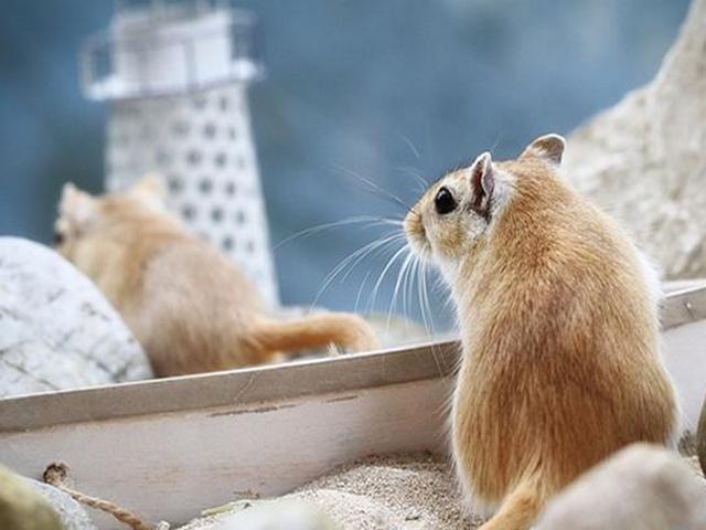 Содержание мышей и уход за ними в Уварово | ЗооТом - продажа, вязка и услуги для животных в Уварово
