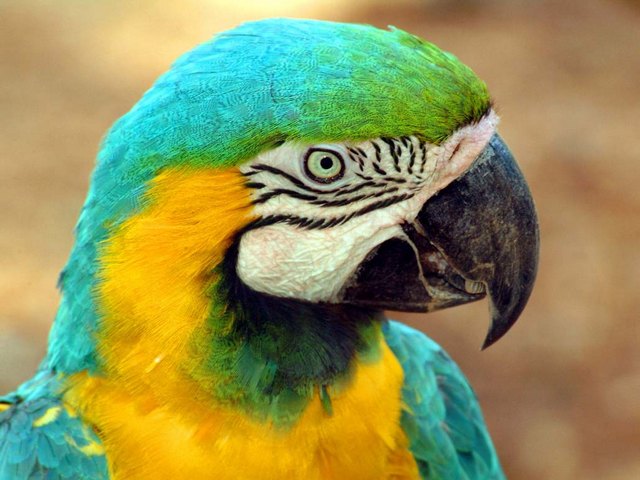 Все о попугаях в Уварово | ЗооТом портал о животных