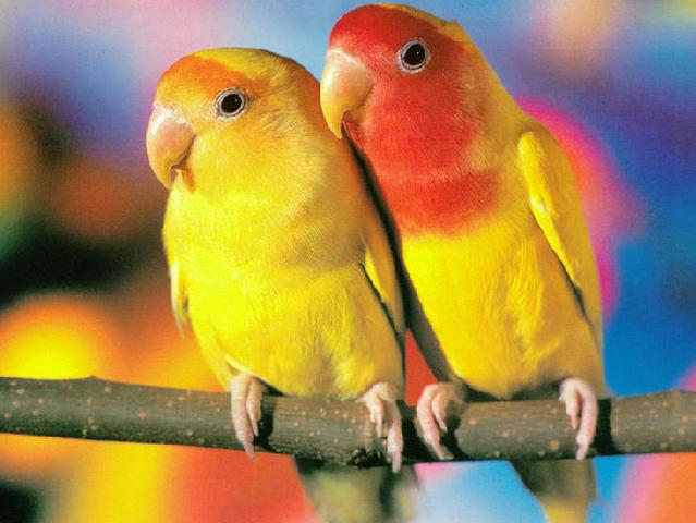 Породы попугаев | ЗооТом - продажа, вязка и услуги для животных в Уварово