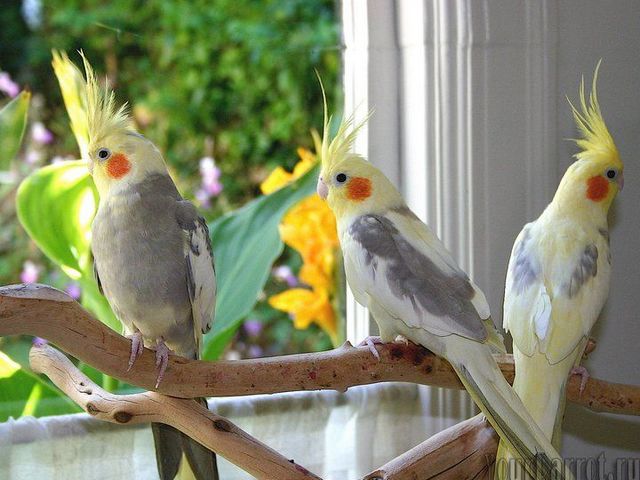 Содержание попугаев и уход за ними | ЗооТом - продажа, вязка и услуги для животных в Уварово