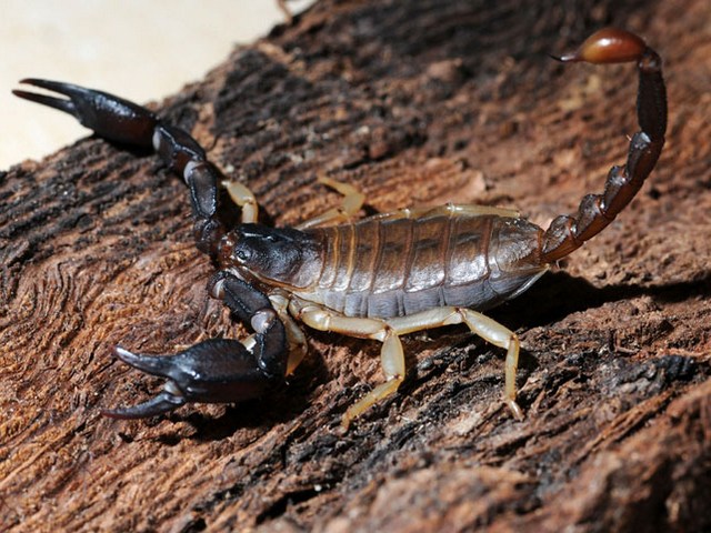Породы скорпионов в Уварово | ЗооТом портал о животных