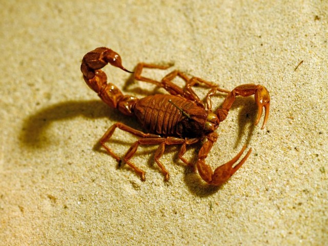 Породы скорпионов в Уварово | ЗооТом портал о животных