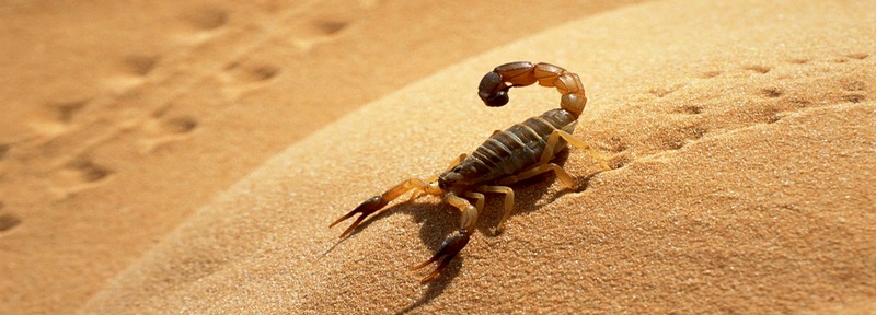 Все о скорпионах в Уварово | ЗооТом портал о животных