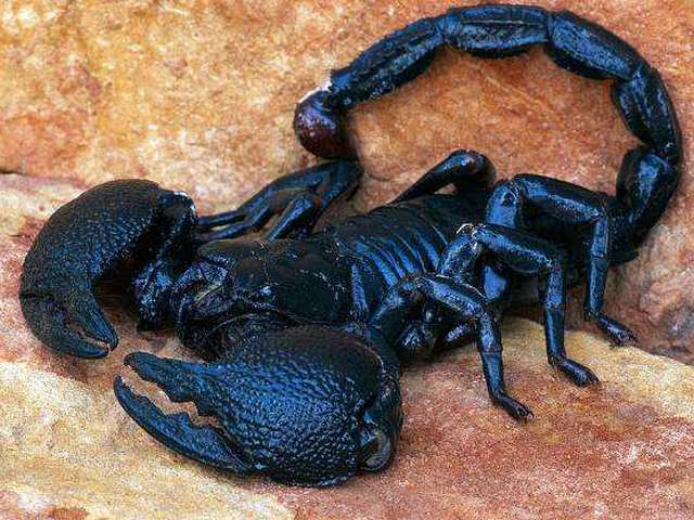 Все о скорпионах в Уварово | ЗооТом портал о животных