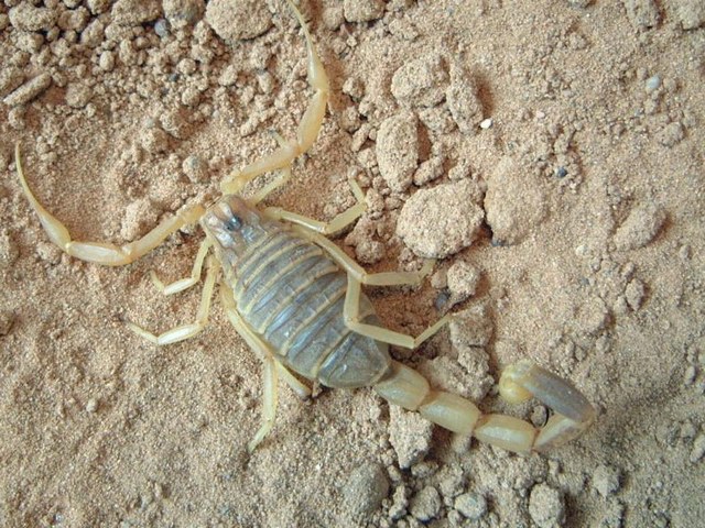 Содержание скорпионов и уход за ними в Уварово | ЗооТом портал о животных