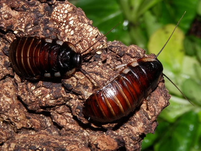 Породы тараканов в Уварово | ЗооТом портал о животных