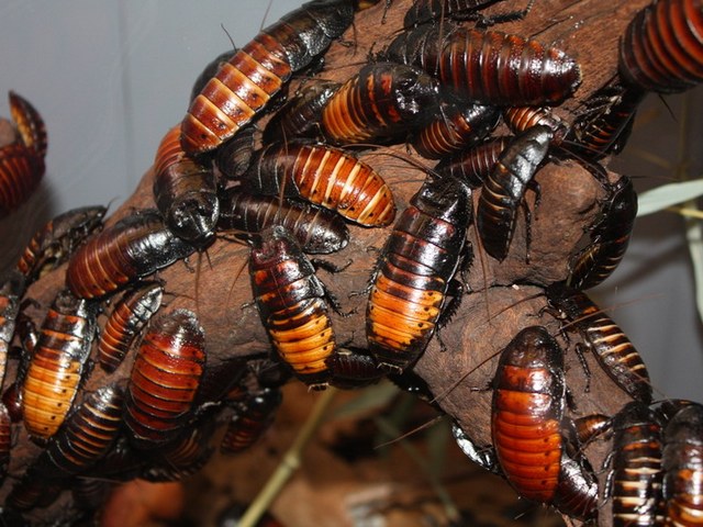 Содержание тараканов и уход за ними в Уварово | ЗооТом портал о животных