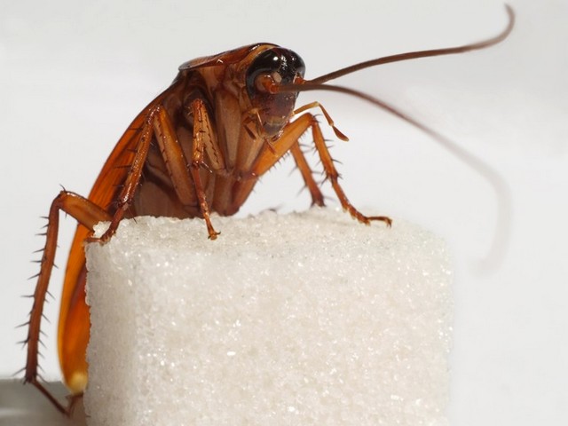 Все о тараканах в Уварово | ЗооТом портал о животных
