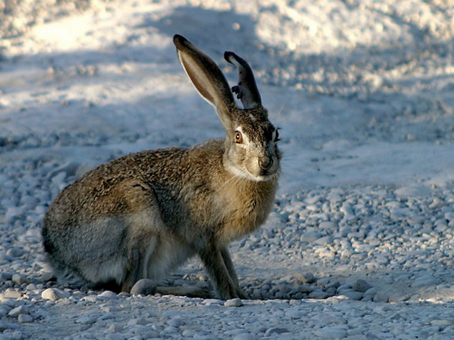 Породы зайцев | ЗооТом - продажа, вязка и услуги для животных в Уварово