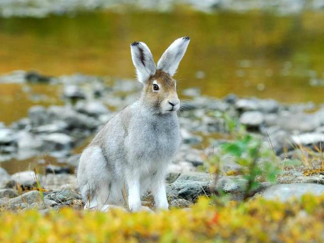 Содержание зайцев и уход за ними | ЗооТом - продажа, вязка и услуги для животных в Уварово