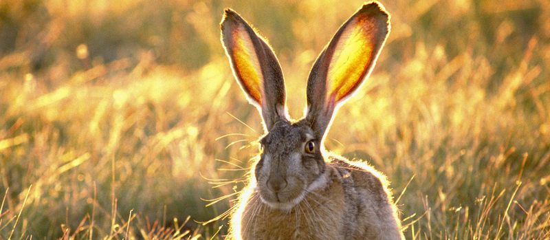 Все о зайцах | ЗооТом - продажа, вязка и услуги для животных в Уварово
