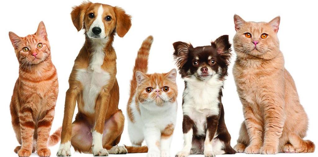 Доска объявлений о животных | ЗооТом - продажа, вязка и услуги для животных в Уварово