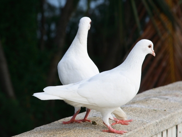 Все о голубях | ЗооТом - продажа, вязка и услуги для животных в Уварово
