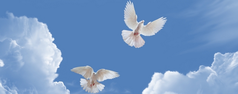 Все о голубях | ЗооТом - продажа, вязка и услуги для животных в Уварово