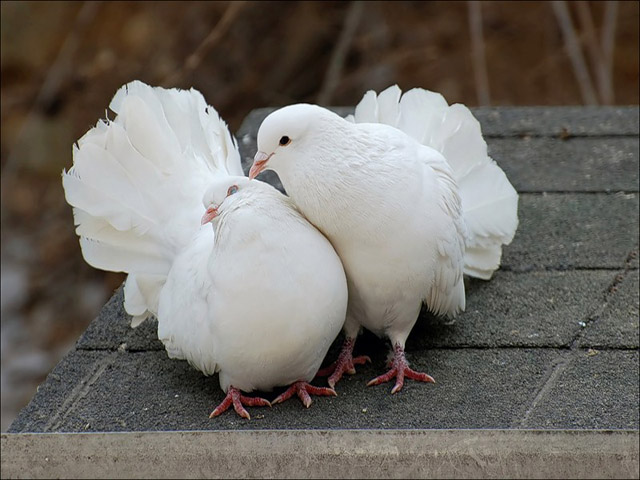 Содержание голубей и уход за ними в Уварово