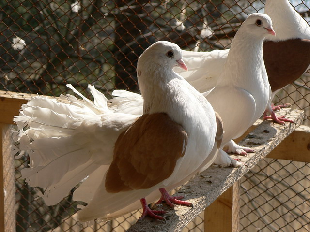 Содержание голубей и уход за ними в Уварово