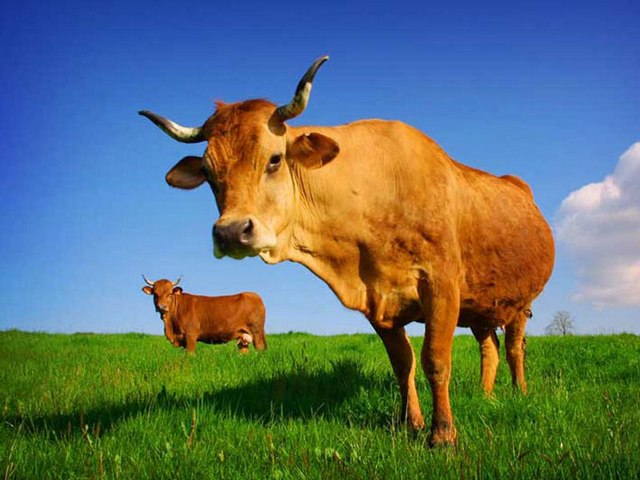 Все о коровах в Уварово | ЗооТом портал о животных