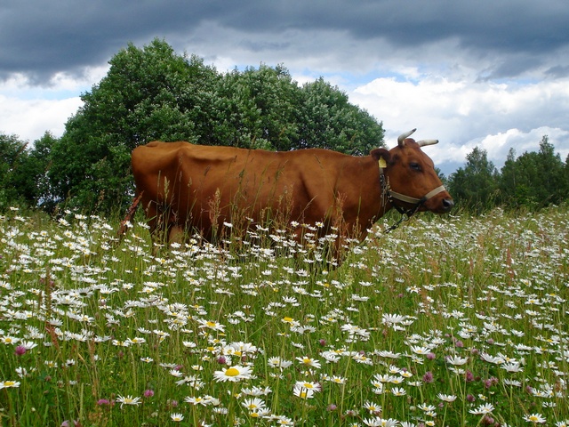 Все о коровах в Уварово | ЗооТом портал о животных
