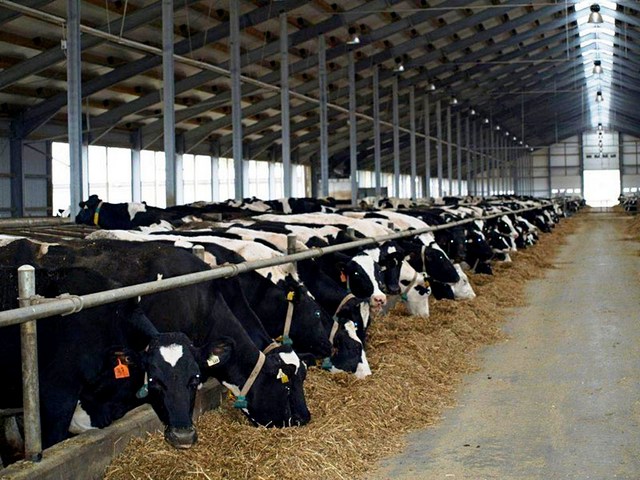 Содержание коров и уход за ними в Уварово | ЗооТом портал о животных