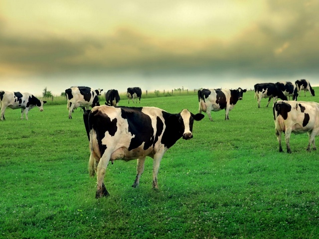 Содержание коров и уход за ними в Уварово | ЗооТом портал о животных