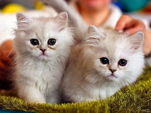 Породы кошек в Уварово | ЗооТом портал о животных