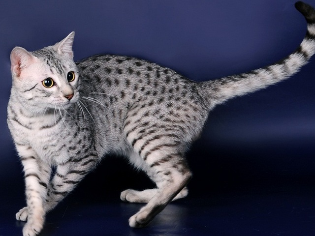 Породы кошек в Уварово | ЗооТом портал о животных
