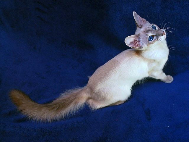 Выведенные породы кошек в Уварово | ЗооТом портал о животных