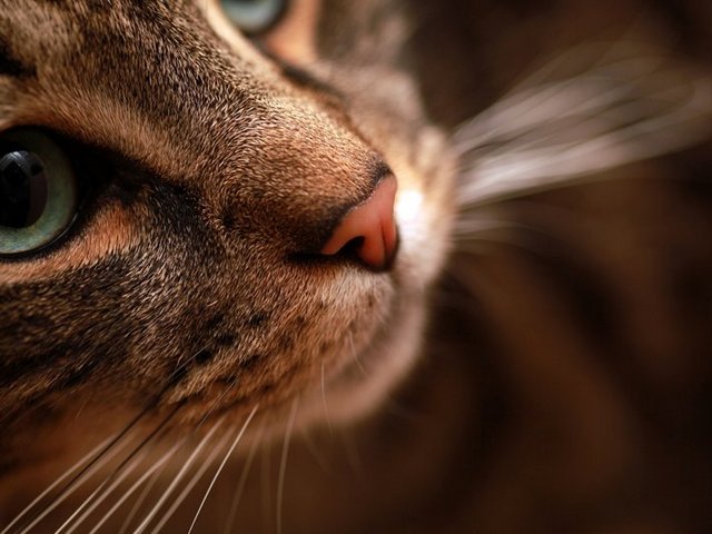 Статьи о кошках в Уварово | ЗооТом портал о животных