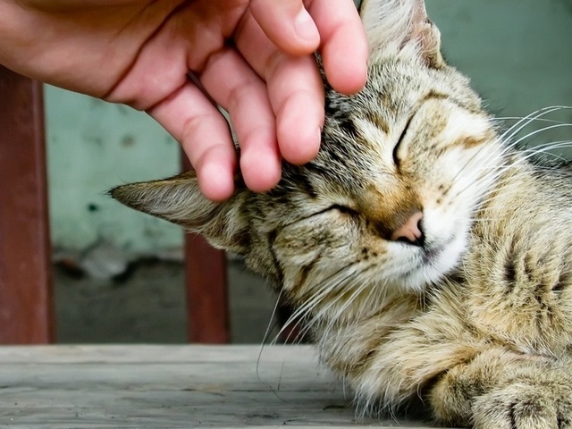 Интересные статьи о кошках в Уварово | ЗооТом портал о животных