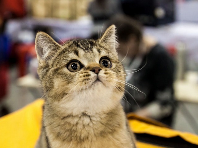Выставки кошек в Уварово | ЗооТом портал о животных