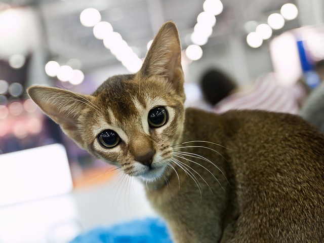 Выставки кошек в Уварово | ЗооТом портал о животных