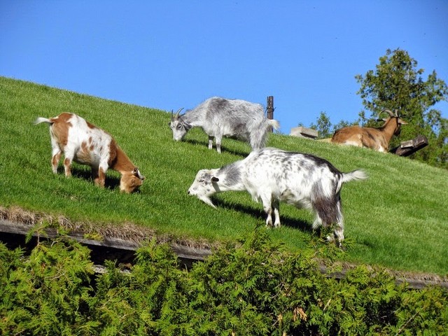 Все о козах в Уварово | ЗооТом портал о животных