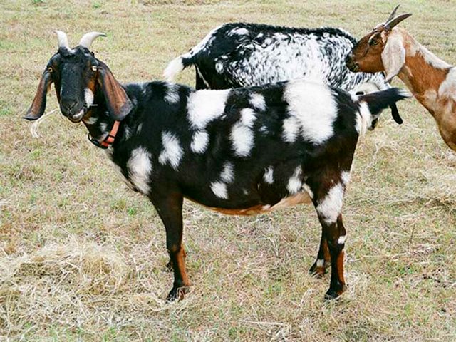 Породы коз в Уварово | ЗооТом портал о животных