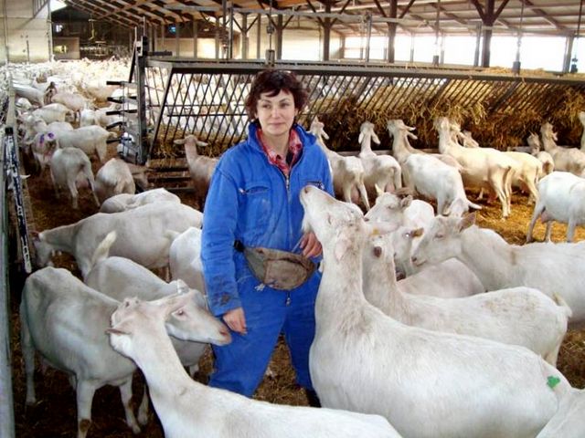 Содержание коз и уход за ними в Уварово | ЗооТом портал о животных