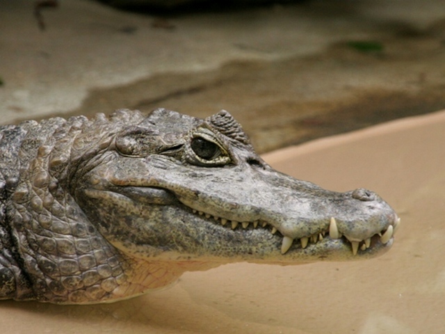 Все о крокодилах в Уварово | ЗооТом портал о животных