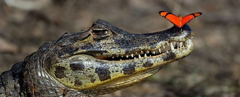 Все о крокодилах в Уварово | ЗооТом портал о животных