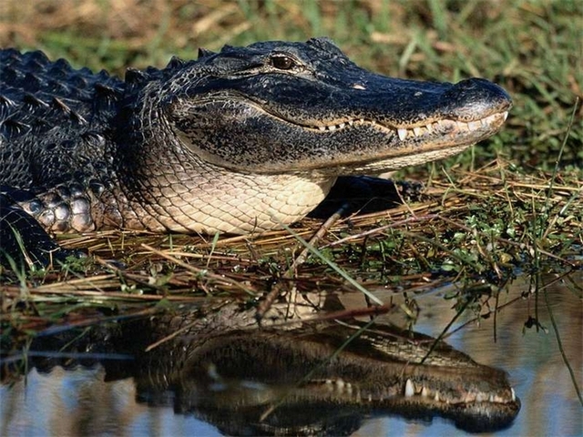 Породы крокодилов в Уварово | ЗооТом портал о животных