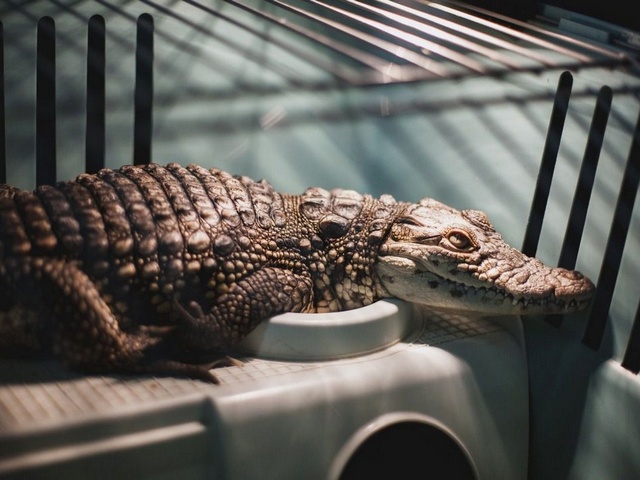 Содержание крокодилов и уход за ними в Уварово | ЗооТом портал о животных