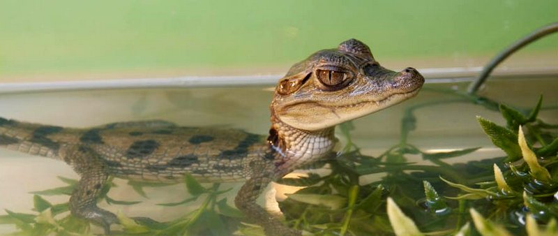 Содержание крокодилов и уход за ними в Уварово | ЗооТом портал о животных