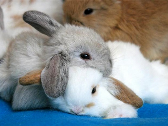Статьи о кроликах в Уварово | ЗооТом портал о животных