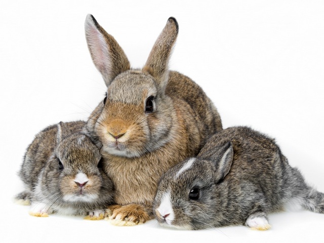 Все о кроликах в Уварово | ЗооТом портал о животных